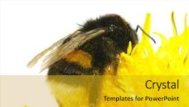  Presentation with bumblebee - PPT layouts enhanced with bumblebee background and a gold colored foreground