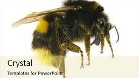  Presentation with bumblebee - Beautiful presentation design featuring bumblebee backdrop and a blonde colored foreground