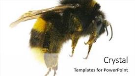  Presentation with bumblebee - Presentation theme having bumblebee background and a white colored foreground