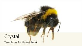  Presentation with bumblebee - Amazing PPT theme having bumblebee backdrop and a blonde colored foreground