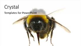  Presentation with bumblebee - PPT theme enhanced with bumblebee background and a white colored foreground