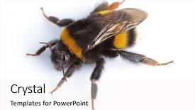  Presentation with bumblebee - Presentation having bumblebee background and a sky blue colored foreground
