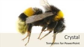  Presentation with bumblebee - Colorful presentation design enhanced with bumblebee backdrop and a lemonade colored foreground