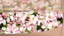  Presentation with tree spring flowers apple flowers - Theme consisting of bumblebees-gathering-nectar-from-apple background and a coral colored foreground