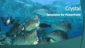  Presentation with malaysia - PPT theme with bumphead parrotfish at sipadan island background and a teal colored foreground