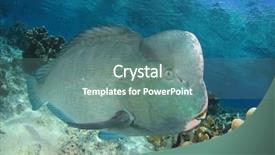  Presentation with island - Audience pleasing slide deck consisting of bumphead parrotfish fish at sipadan backdrop and a seafoam green colored foreground