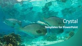  Presentation with coral reef - Amazing PPT theme having bumphead parrotfish fish coral reef backdrop and a ocean colored foreground