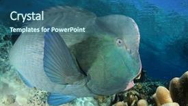  Presentation with tropical reef fish - PPT theme having bumphead parrotfish fish on coral background and a ocean colored foreground