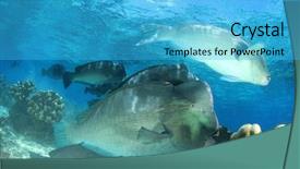  Presentation with tropical reef fish - Presentation theme enhanced with bumphead parrotfish fish on coral background and a cyan colored foreground
