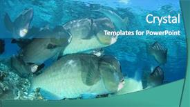  Presentation with coral reef - Amazing presentation having bumphead parrotfish fish on coral backdrop and a teal colored foreground
