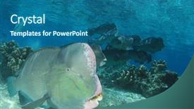  Presentation with coral reef - Presentation theme consisting of bumphead parrotfish fish on coral background and a ocean colored foreground