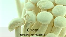  Presentation with asian food - Slide deck having bunapi-shimeji-mushrooms-for-gourmets background and a mint green colored foreground