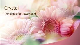  Presentation with flower border colorful made - Slides with bunch - beautiful flowers made with color background and a lemonade colored foreground