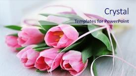  Presentation with pink white - Colorful slide deck enhanced with bunch flowers - beautiful pink tulips backdrop and a  colored foreground