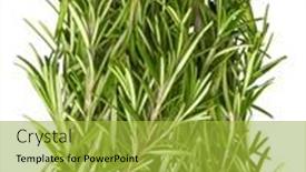  Presentation with fragrant - Beautiful PPT layouts featuring bunch-fresh-rosemary-top-view backdrop and a yellow colored foreground