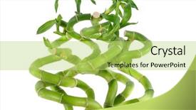  Presentation with lucky bamboo - Amazing PPT layouts having bunch of bamboo plants backdrop and a  colored foreground
