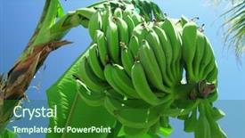  Presentation with electricity and banana tree - Theme enhanced with bunch of bananas on tree background and a  colored foreground