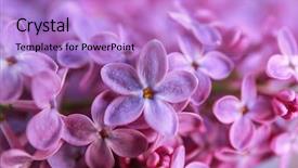  Presentation with bunch - Beautiful theme featuring bunch of beautiful lilac flowers backdrop and a lilac colored foreground