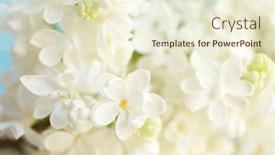  Presentation with bunch - 