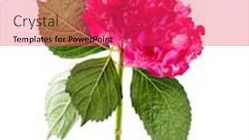  Presentation with white hydrangea - Theme featuring bunch-of-beautiful-pink-hydrangea background and a red colored foreground