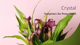  Presentation with calla - Slide set featuring bunch-of-beautiful-purple-calla background and a  colored foreground