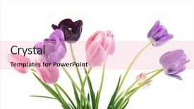  Presentation with beautiful spring flowers - PPT layouts consisting of colorful tulips against white background background and a lemonade colored foreground