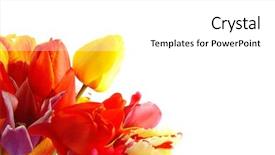  Presentation with beautiful spring flowers - Presentation with colorful tulips against white background background and a white colored foreground