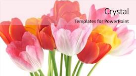  Presentation with beautiful spring flowers - Audience pleasing slide set consisting of colorful tulips against white background backdrop and a lemonade colored foreground