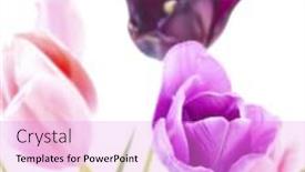  Presentation with beautiful spring flowers - PPT layouts with colorful tulips against white background background and a lilac colored foreground