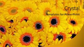  Presentation with bunch - Cool new slide set with bunch of blossoming yellow gerbera backdrop and a gold colored foreground