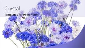  Presentation with bunch - Audience pleasing theme consisting of bunch-of-blue-cornflowers-isolated backdrop and a light blue colored foreground