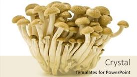  Presentation with bunch - Amazing theme having bunch-of-brown-beech-mushrooms backdrop and a yellow colored foreground