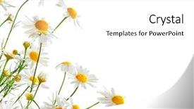  Presentation with bunch - Slides having bunch of chamomiles isolated background and a white colored foreground