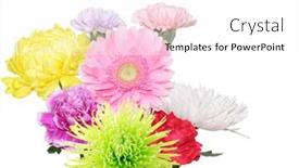  Presentation with colorful flower - PPT layouts having bunch of colorful flower isolated on white background and a white colored foreground