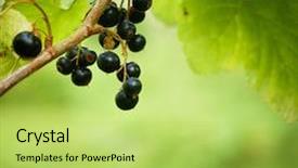  Presentation with currant - Beautiful presentation theme featuring bunch of currants backdrop and a yellow colored foreground