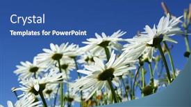  Presentation with show - PPT theme consisting of bunch-of-daisies-show background and a ocean colored foreground