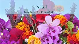  Presentation with bougainvillea - Slide set consisting of bunch of different flowers as verbenas lavender and bougainvillea background and a sky blue colored foreground