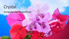  Presentation with bougainvillea - Cool new presentation with bunch of different flowers as verbenas and bougainvillea over the blue sky backdrop and a light blue colored foreground