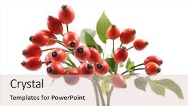  Presentation with white rose - Presentation theme having portrait of two stylish indian kids posing back to back making faces on a black background background and a gray colored foreground