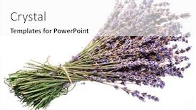  Presentation with lavender flowers - Presentation design featuring bunch of dry lavandula or lavender flowers isolated on white background background and a white colored foreground