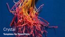  Presentation with saffron - Cool new PPT layouts with bunch-of-exotic-and-aromatic backdrop and a navy blue colored foreground