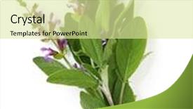  Presentation with sage - Slides enhanced with bunch of flowering sage tied with kitchen string background and a blonde colored foreground