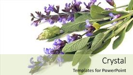  Presentation with sage - Cool new presentation theme with bunch of flowering sage backdrop and a  colored foreground