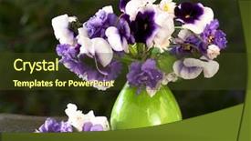  Presentation with pansy flower - Audience pleasing presentation theme consisting of bunch of flowers pansies backdrop and a tawny brown colored foreground