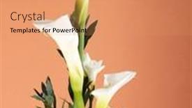  Presentation with bunch - 