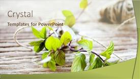  Presentation with mint - PPT theme having bunch of fresh chocolate mint background and a soft green colored foreground