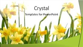 Presentation with daffodil - Amazing slide deck having bunch of fresh garden daffodils backdrop and a white colored foreground