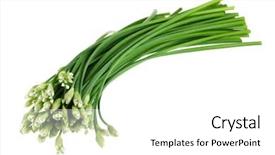  Presentation with lilac flowers bunch over wood - Colorful PPT theme enhanced with bunch of fresh garlic chives flowers also called green nira grass vegetable isolated on white background backdrop and a white colored foreground