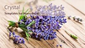  Presentation with lavender flowers - Audience pleasing PPT layouts consisting of bunch-of-fresh-lavandula backdrop and a lemonade colored foreground