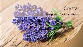  Presentation with lavender flowers - PPT theme consisting of bunch-of-fresh-lavandula background and a lemonade colored foreground